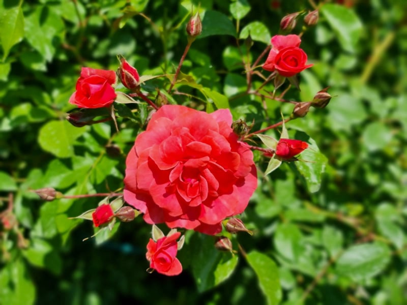 Inventář a dekorace